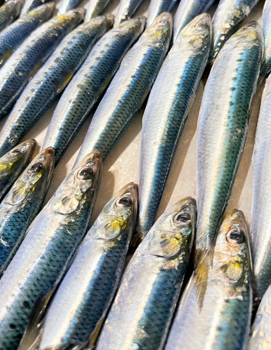 新鮮ないわしの青魚パワー