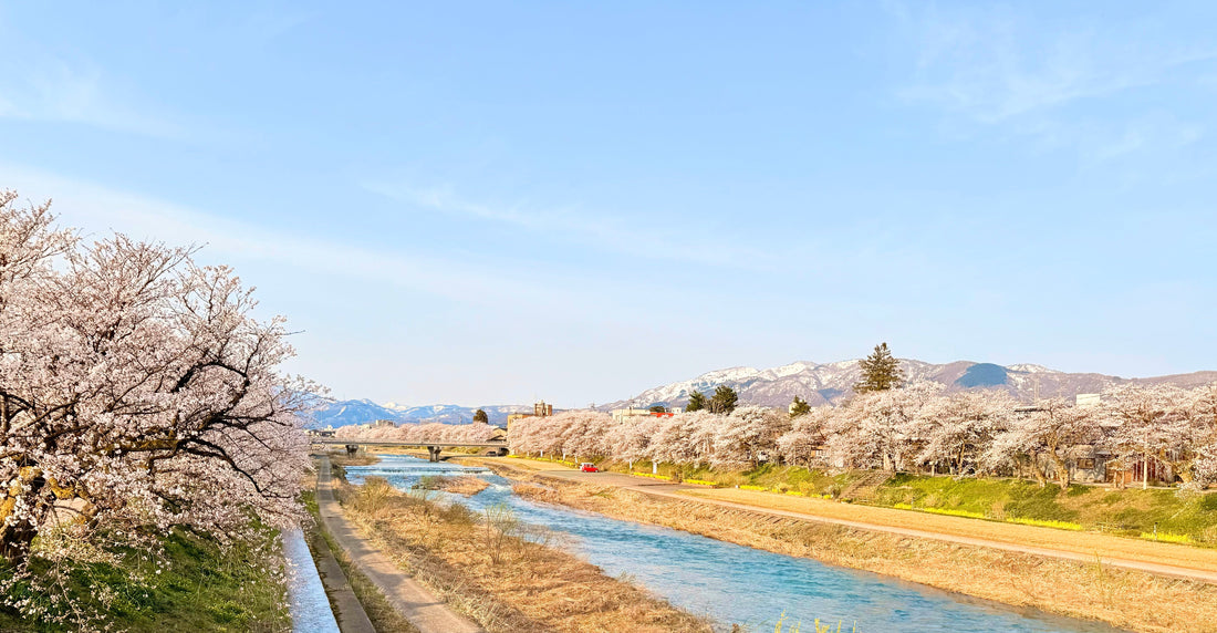 食べて感じる春の訪れー桜マスー
