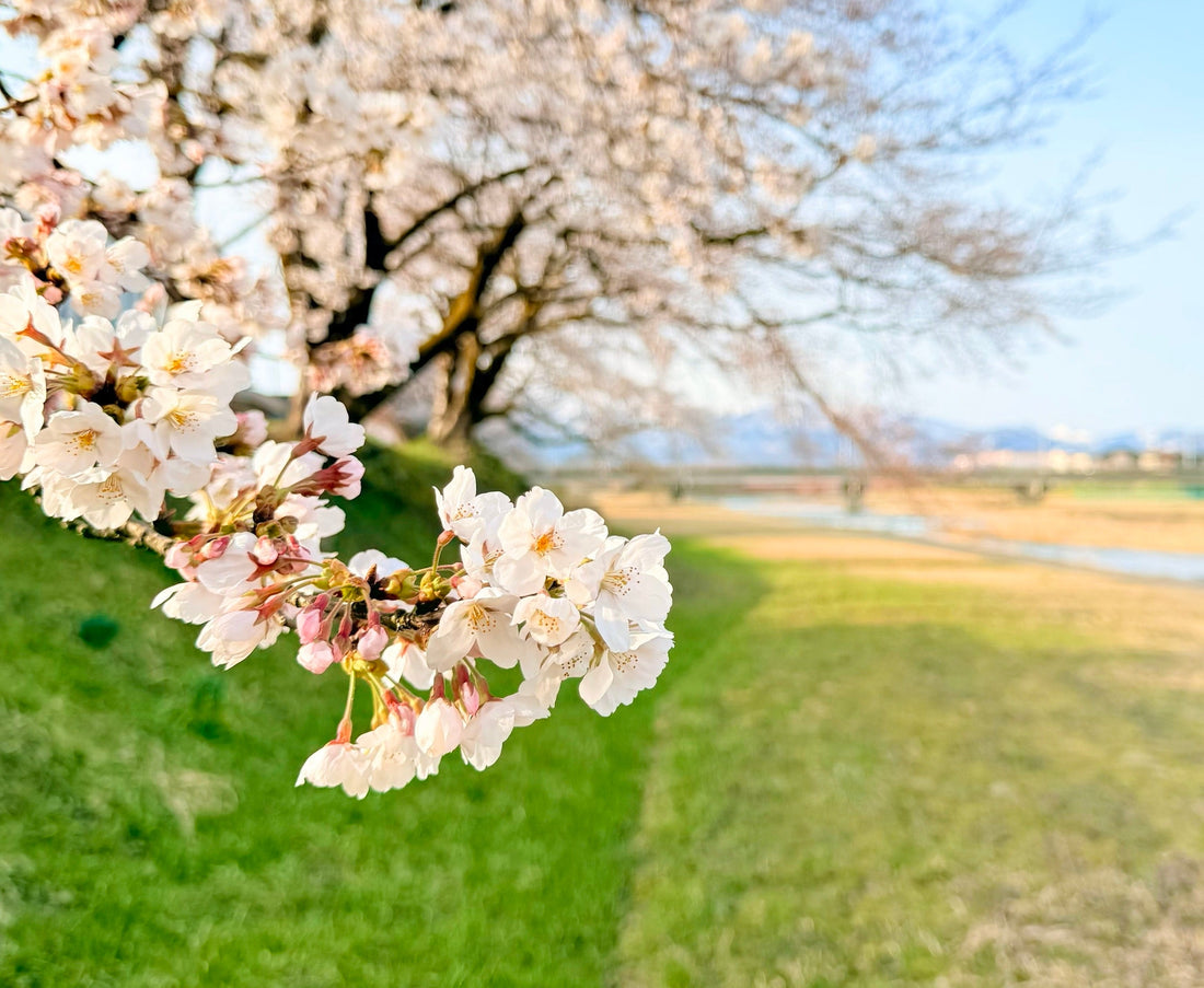 あまりにも桜がきれいだったので・・・