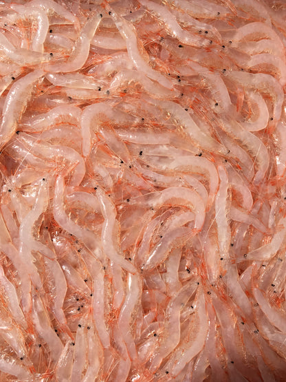 期間限定販売！富山湾の宝石「しろえび」おさしみ糀【冷凍】【送料別】